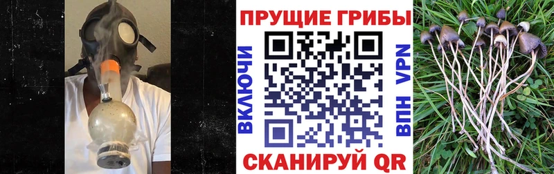 Купить закладки  Судогда  Псилоцибиновые грибы мухоморы 